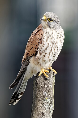 Male common kestrel on top of a trimmed tree in Kraków