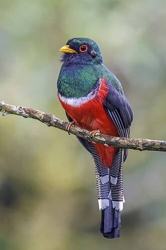 Masked trogon (Trogon personatus temperatus) male