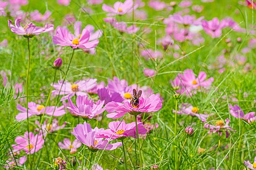 Xylocopa tranquebarorum collects pollen on a pink flower of garden cosmos in the sunny morning.