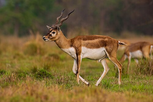 A male blackbuck photographed at Blackbuck Conservation Area, Bardiya, Nepal.jpg