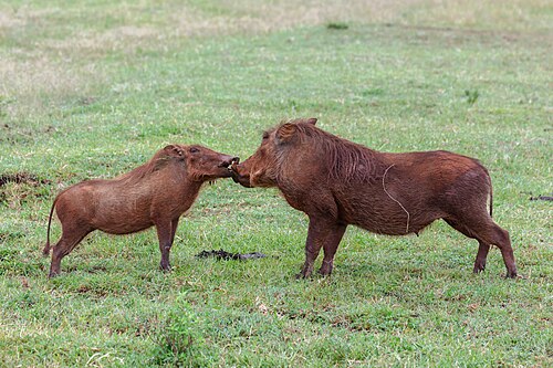 Common warthogs (Phacochoerus africanus), Masai Mara, Kenya