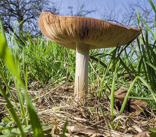 Volvopluteus gloiocephalus south of Zell am Ebersberg