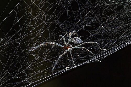 Wolf spider (Aglaoctenus castaneus) on web
