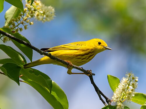 Male yellow warbler