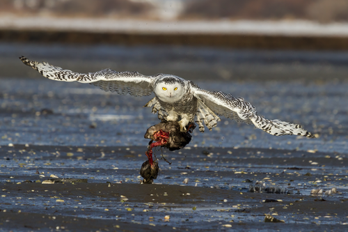 Snowy Owl (Bubo scandiacus)with American Black Duck (Anas rubripes) in Biddeford Pool, Maine, USA.